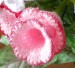 Tulipán