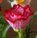 Tulipánek